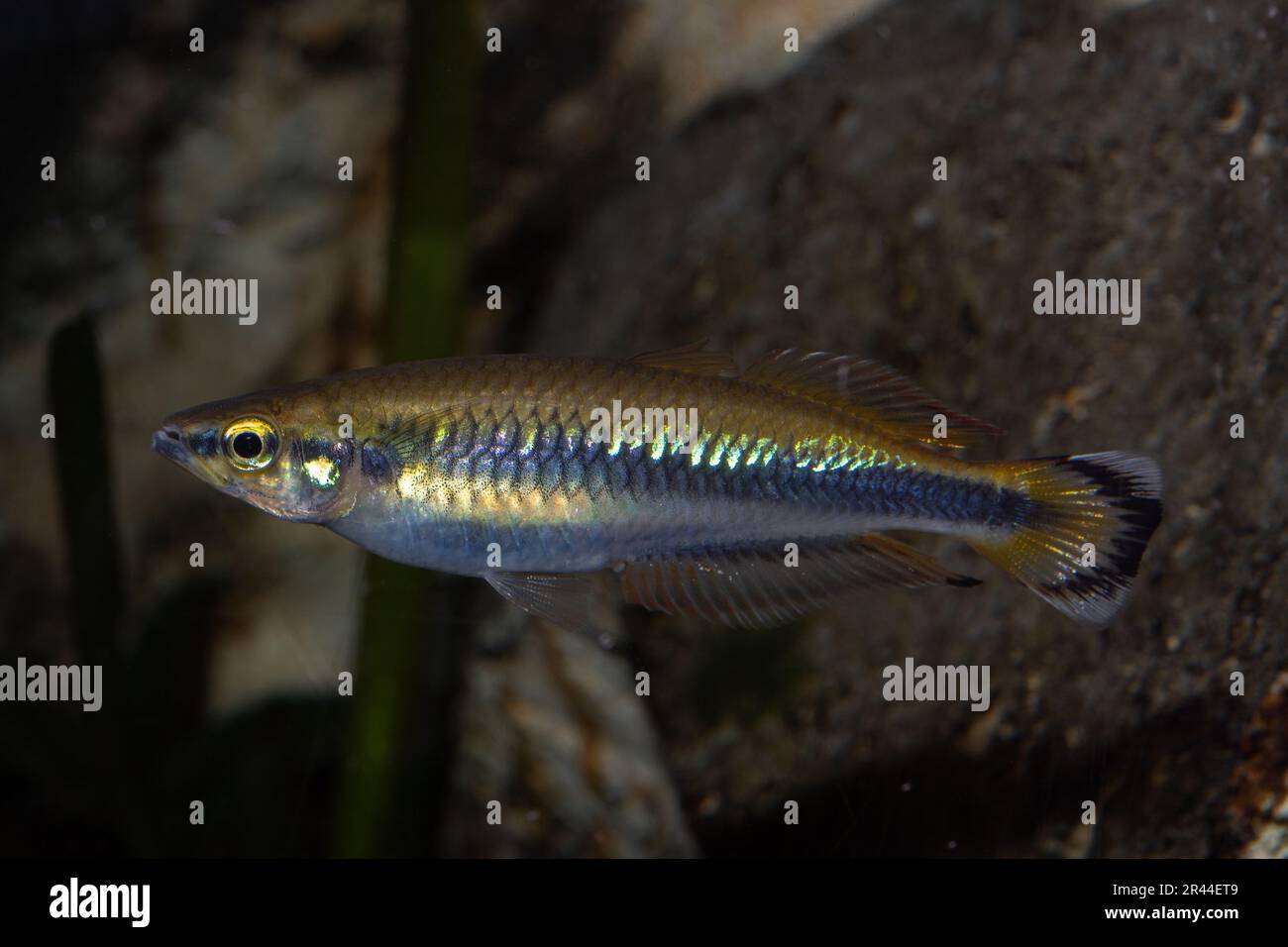 Madagaskar Rainbowfish, Bedotia madagascariensis, Bedotidae, Endemie Madagaskars Stockfoto