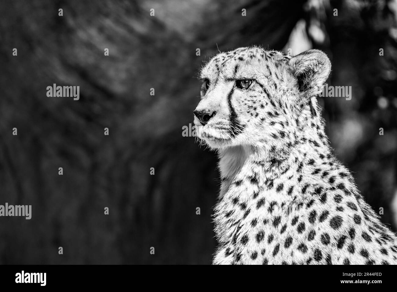 Porträt eines Geparden. Nahaufnahme der großen Katze und des schnellsten Landtieres. . Schwarzweißbild. Stockfoto