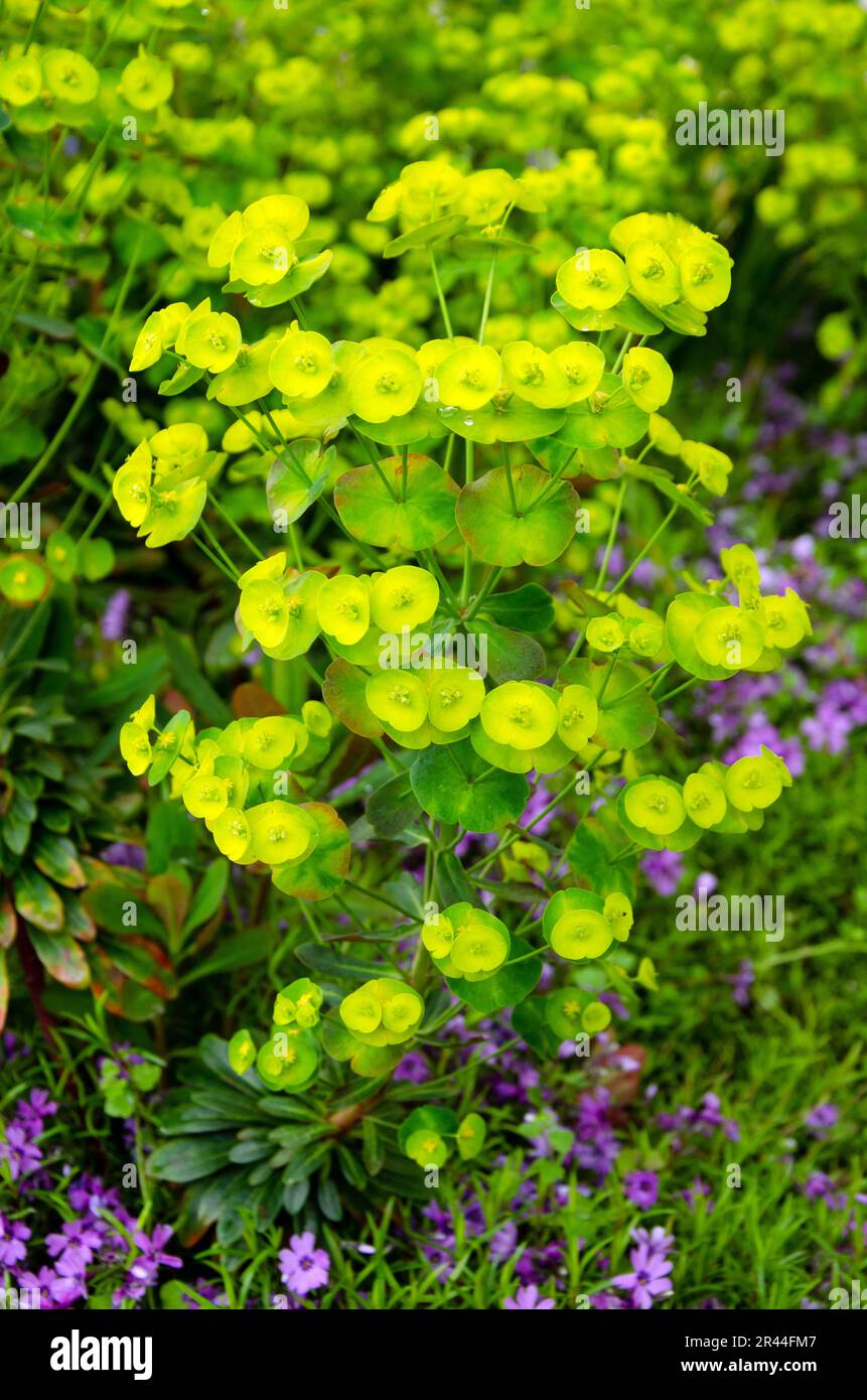 Vollformatbild mit blühendem Laub. Euphorbia esula Stockfoto