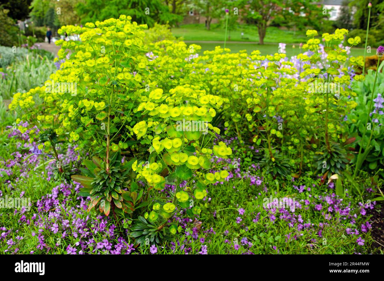 Vollformatbild mit blühendem Laub. Euphorbia esula Stockfoto