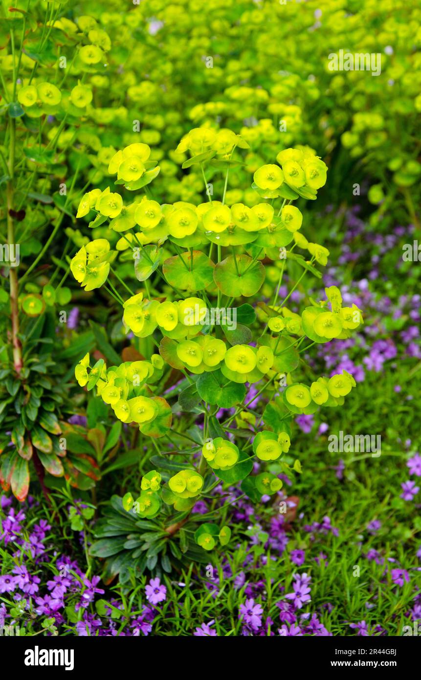 Vollformatbild mit blühendem Laub. Euphorbia esula Stockfoto