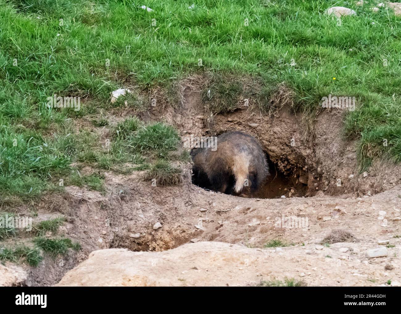 Ein Badger, Meles meles, außerhalb seiner Lage in der Nähe von Ambleside, Lake District, Großbritannien. Stockfoto