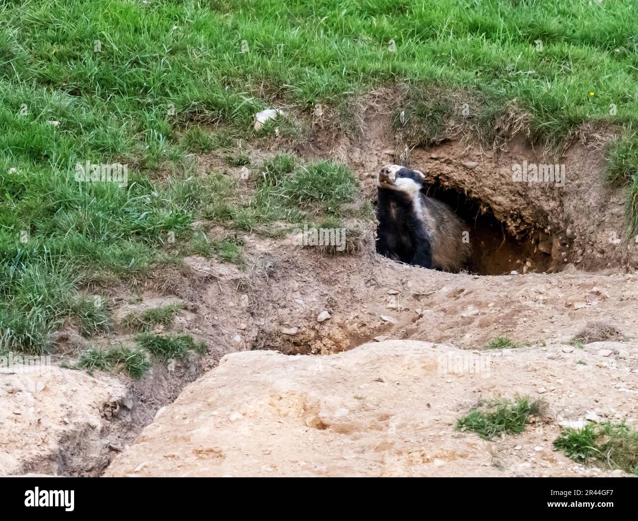 Ein Badger, Meles meles, außerhalb seiner Lage in der Nähe von Ambleside, Lake District, Großbritannien. Stockfoto