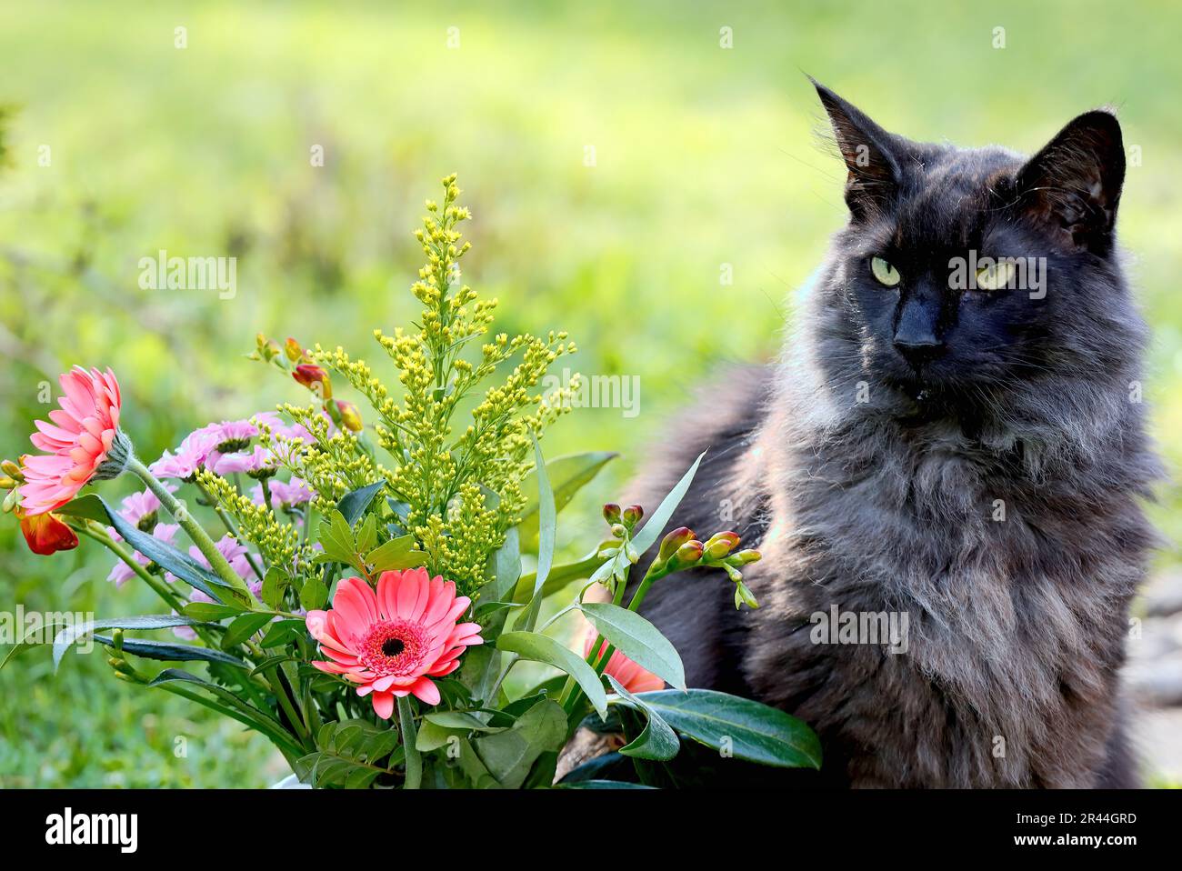 Norwegische Waldkatze männlich mit einem Haufen Sommerblumen Stockfoto