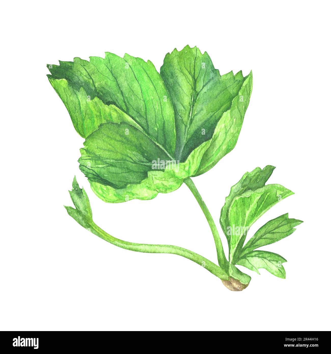 Grünes Erdbeerblatt isoliert auf weißem Hintergrund, Darstellung in botanischem Aquarell. Für Postkarten, Pakete, Postkarten, Logo, Desserts. Stockfoto