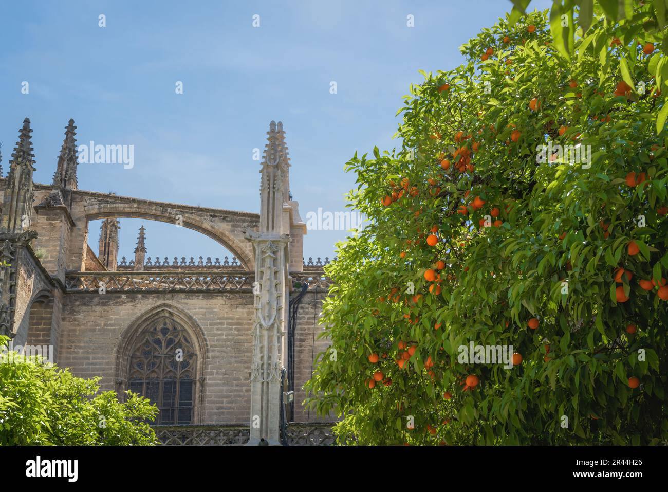 Orangenbaum voller Früchte im Patio de los Naranjos (Orangenbaumhof) in der Kathedrale von Sevilla - Sevilla, Spanien Stockfoto