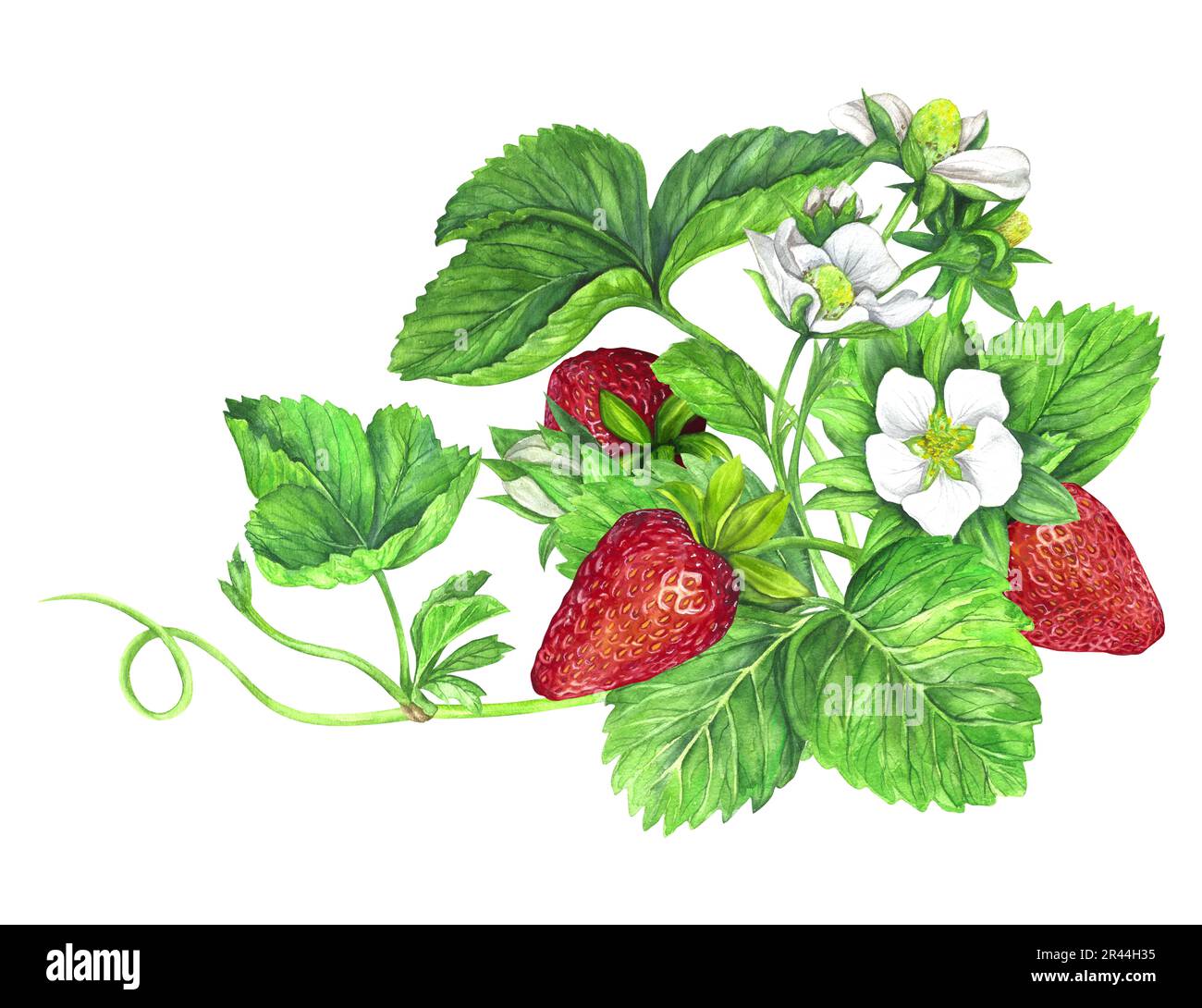 Erdbeerbusch mit weißen Blumen, grünen Blättern und roten saftigen Erdbeeren. Aquarelldarstellung isoliert auf weißem Hintergrund. Fruchtmuster. Für Po Stockfoto