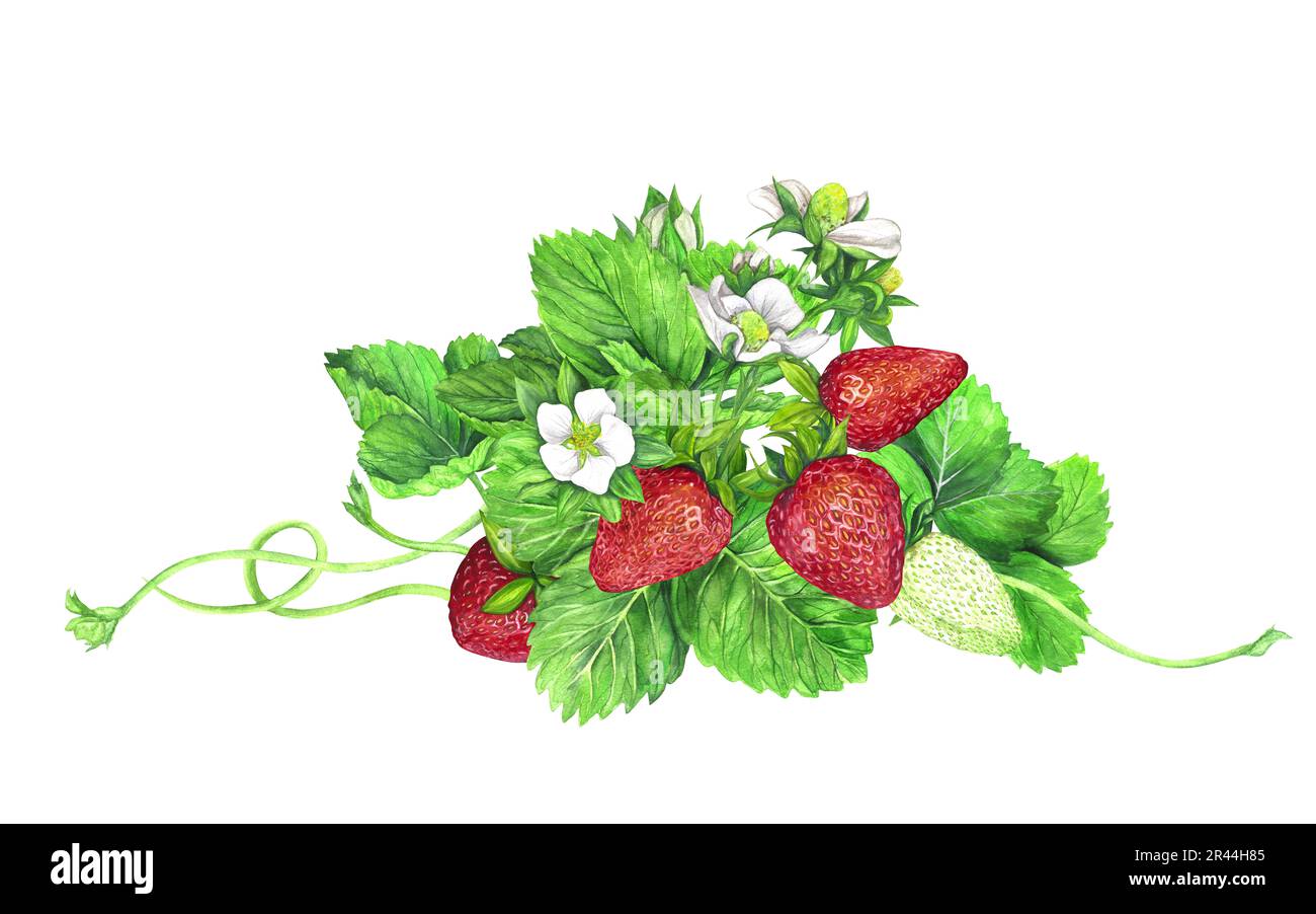 Erdbeerbusch mit weißen Blumen, grünen Blättern und roten saftigen Erdbeeren. Aquarelldarstellung isoliert auf weißem Hintergrund. Fruchtmuster. Für Po Stockfoto