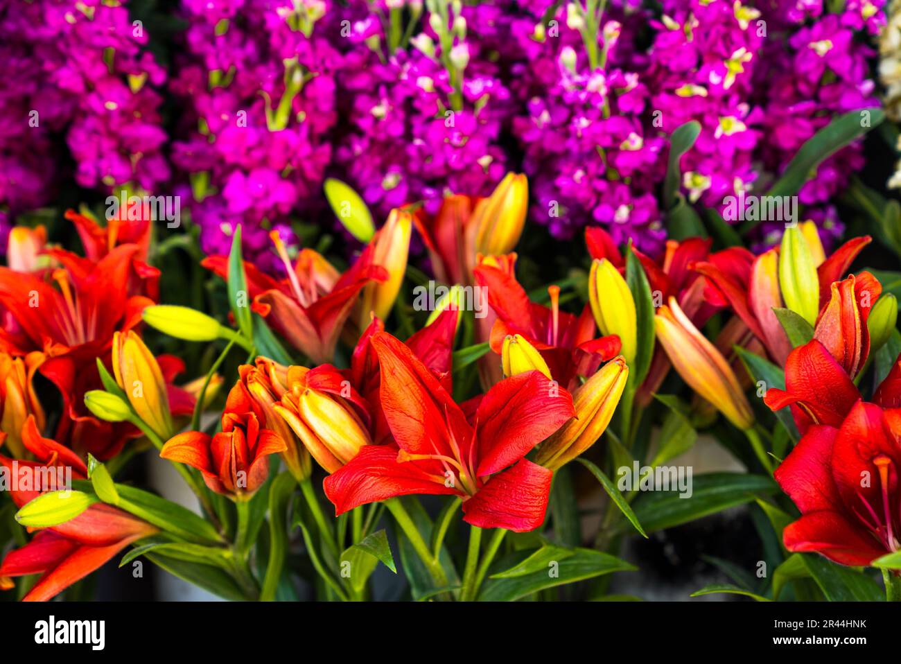Nahaufnahme der Mischung aus vielen verschiedenen farbigen niederländischen Tulpen in einer Gartengrenze in der Nähe von Amsterdam Holland Niederlande. Stockfoto