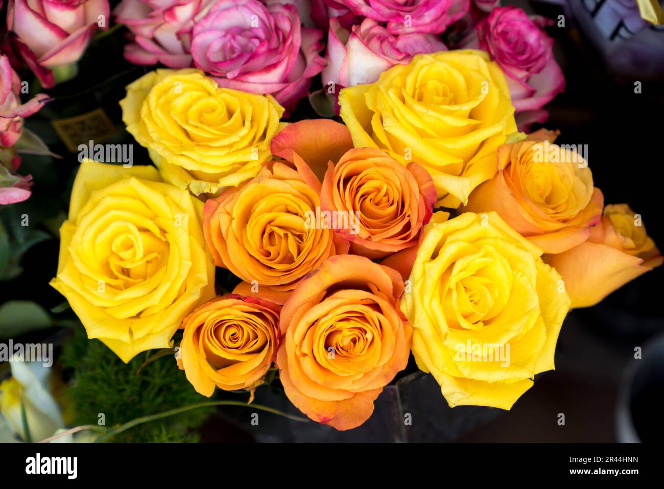 Gelbe und rosafarbene Rosen mit Vollrahmen Stockfoto
