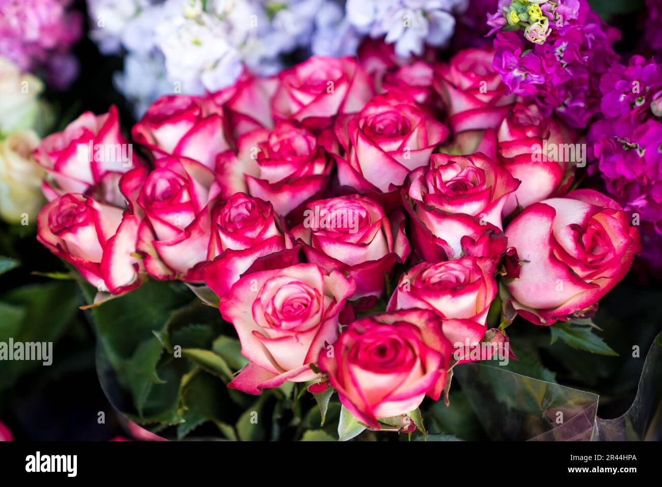 Gelbe und rosafarbene Rosen mit Vollrahmen Stockfoto