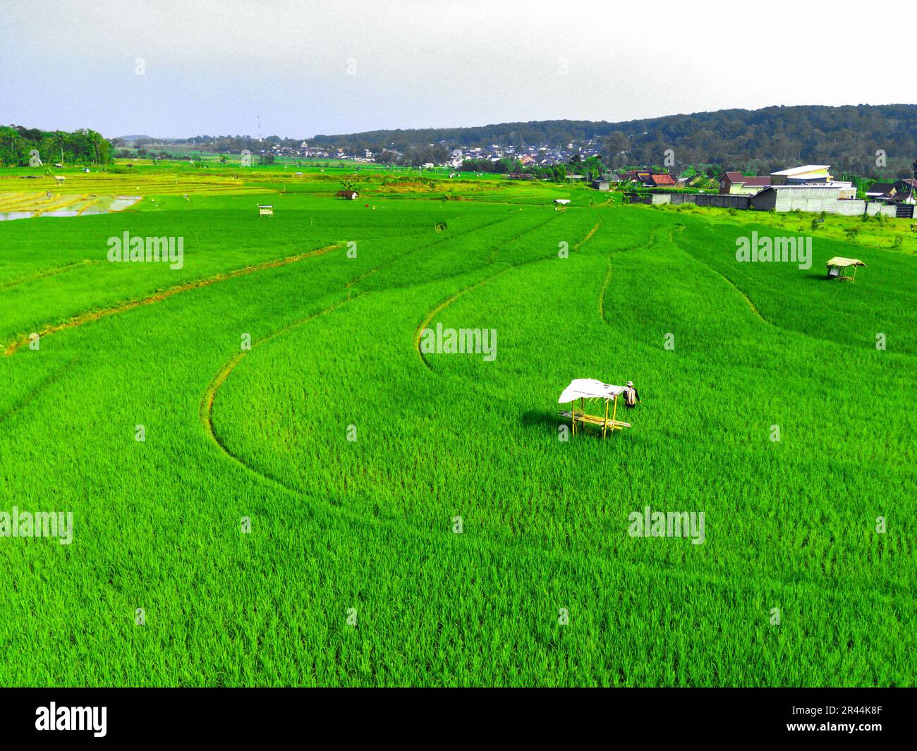 Luftaufnahme auf terrassenförmigen grünen Reisfeldern in Semarang, Indonesien. Drohnenfotografie. Stockfoto
