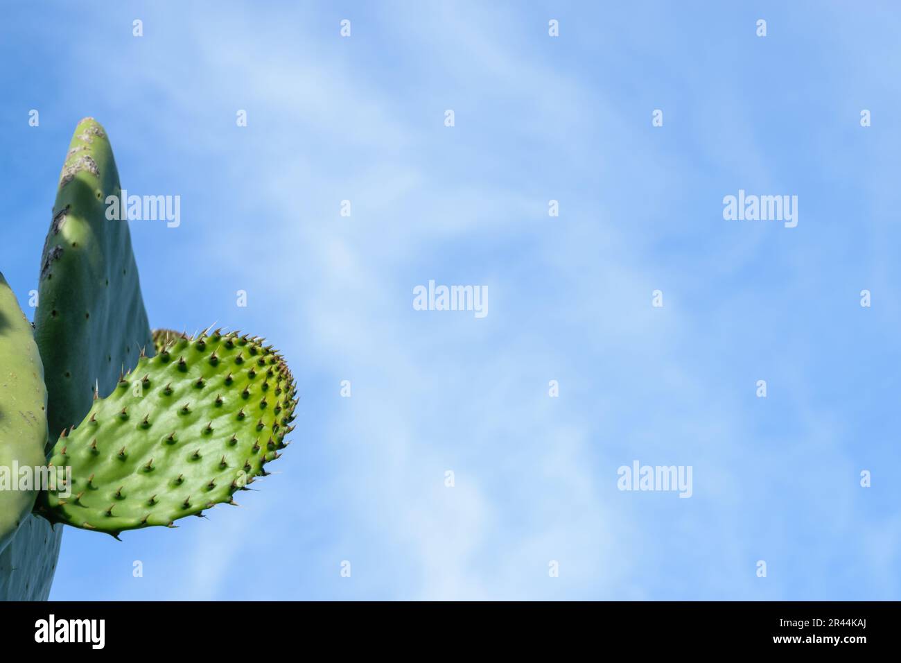 Bild von Kaktuspflanzen in gutem Wachstum mit blauem, klarem Himmelshintergrund Stockfoto