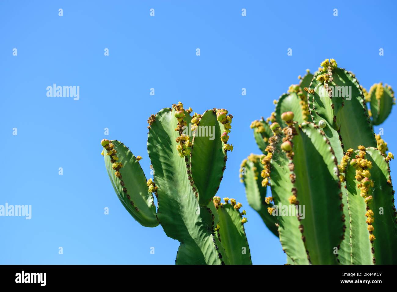 Bild von Kaktuspflanzen in gutem Wachstum mit blauem, klarem Himmelshintergrund Stockfoto