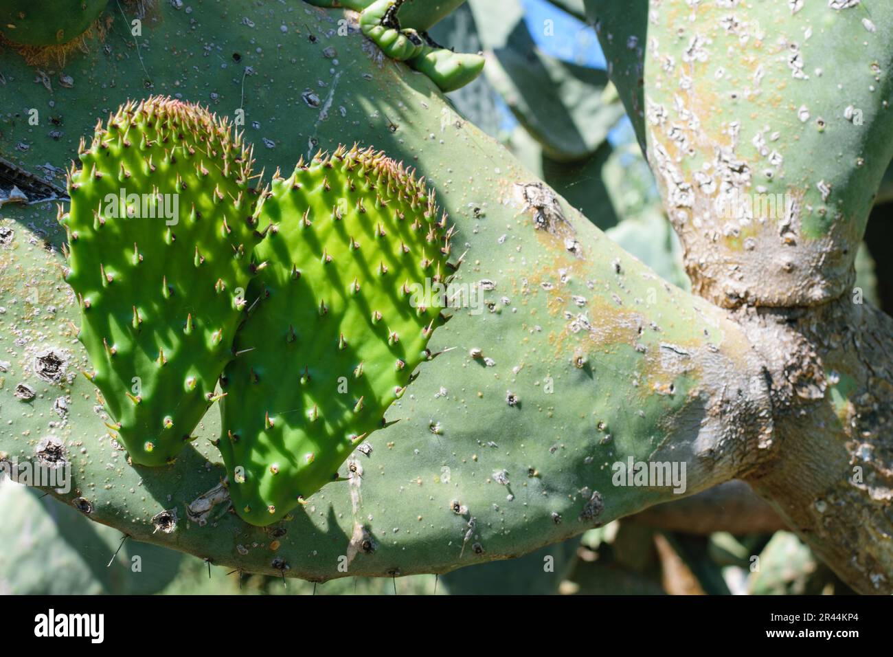 Bild von Kaktuspflanzen in gutem Wachstum mit blauem, klarem Himmelshintergrund. Stockfoto