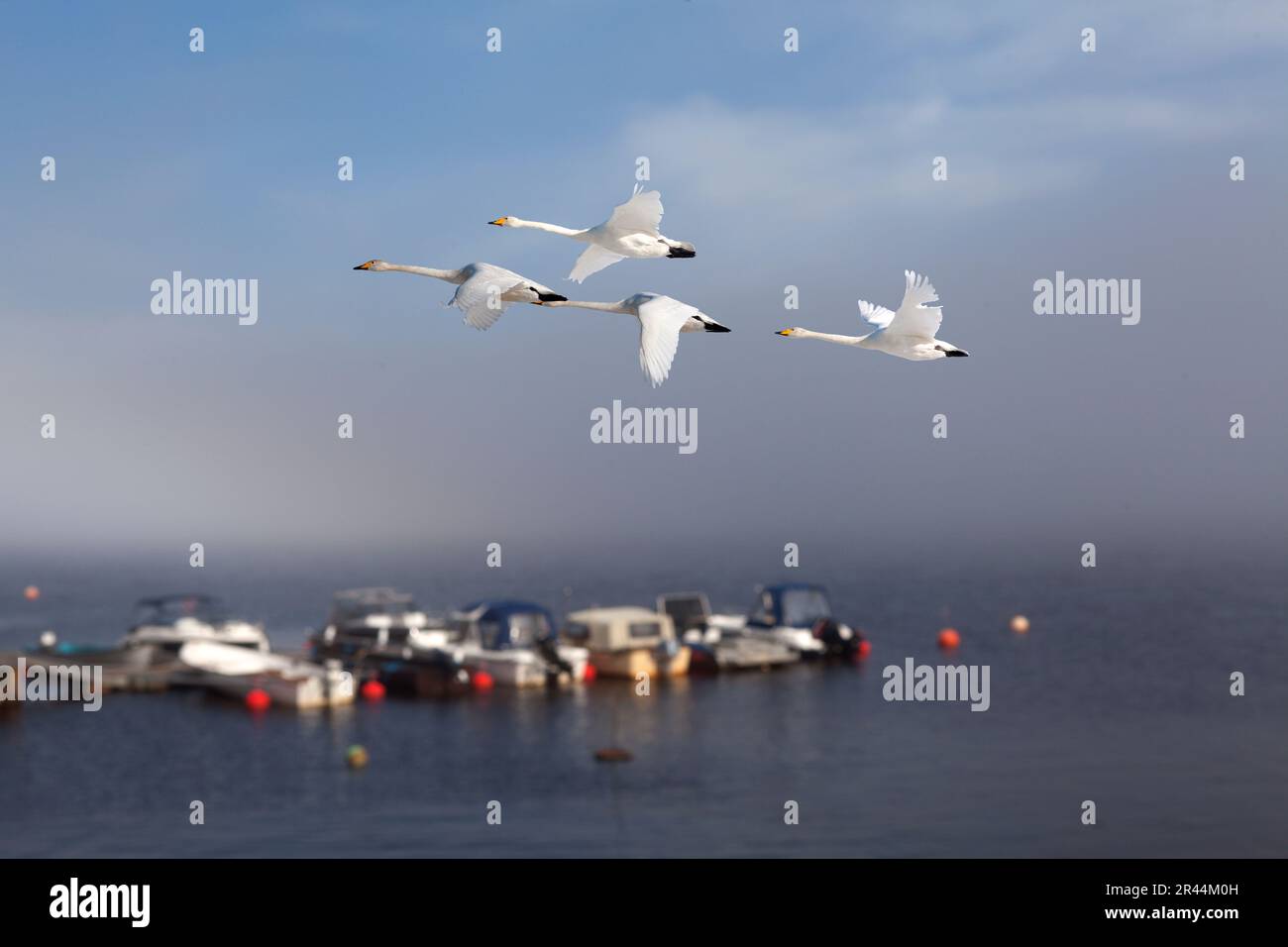 Vier Jupiter-Schwäne auf dieser Seite, ein kleiner Hafen. Cagnus cagnus in Migration, Flug. Sommer, Sonnenschein, Brücke und Boote. Stockfoto