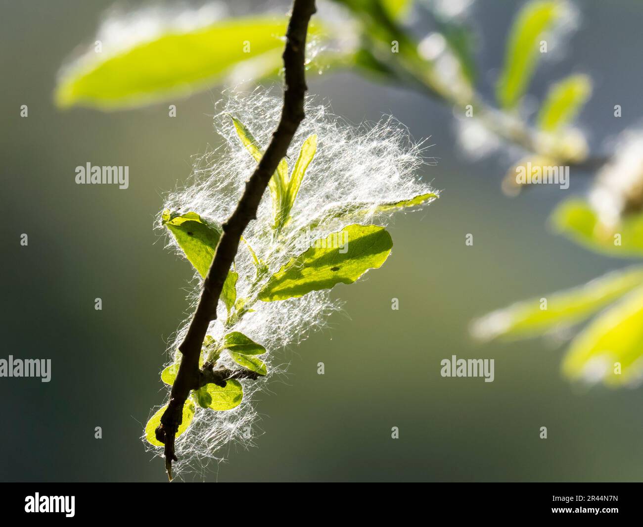 Willow Seeds on a Willow Tree in Ambleside, Lake District, Großbritannien. Stockfoto