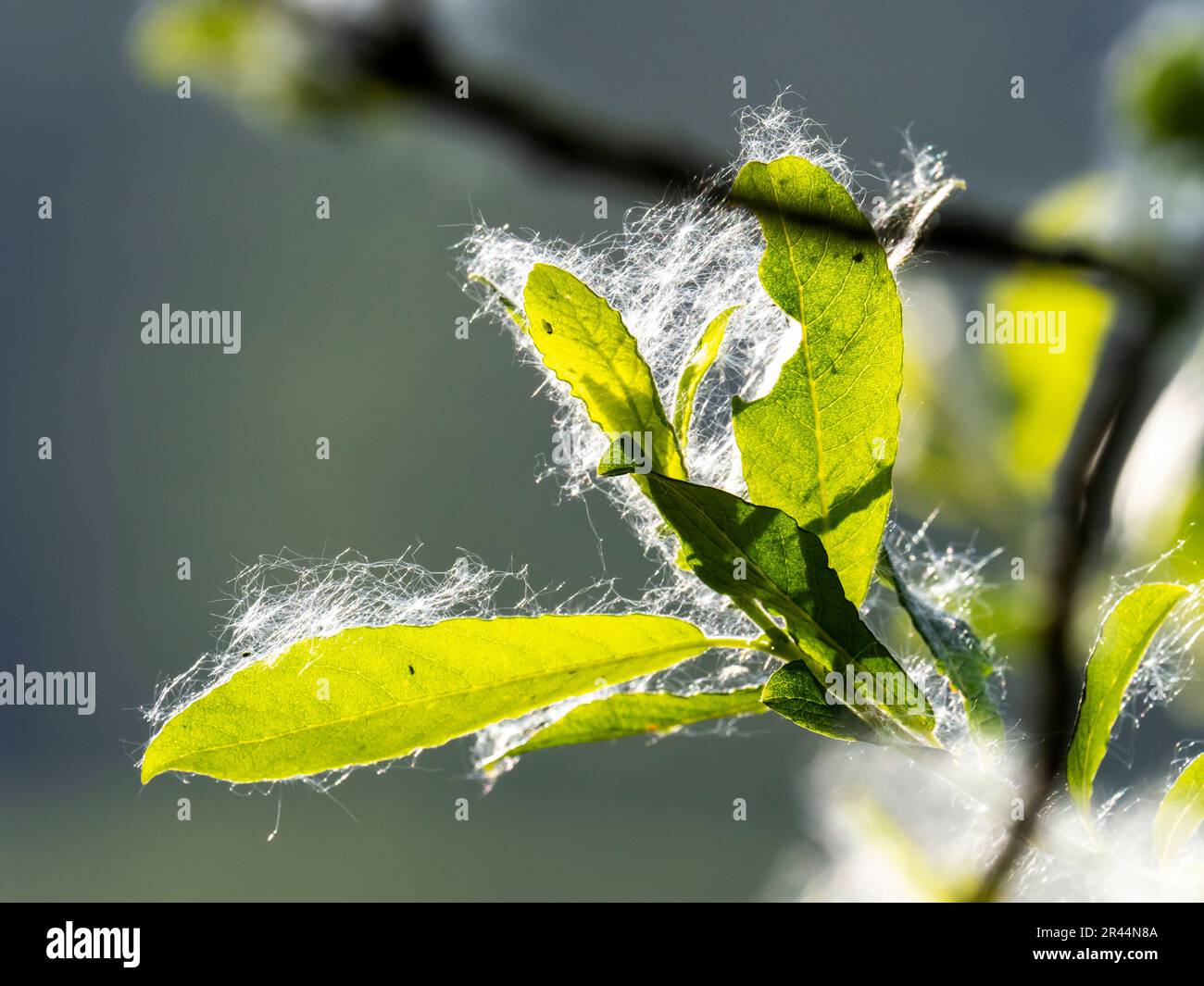 Willow Seeds on a Willow Tree in Ambleside, Lake District, Großbritannien. Stockfoto