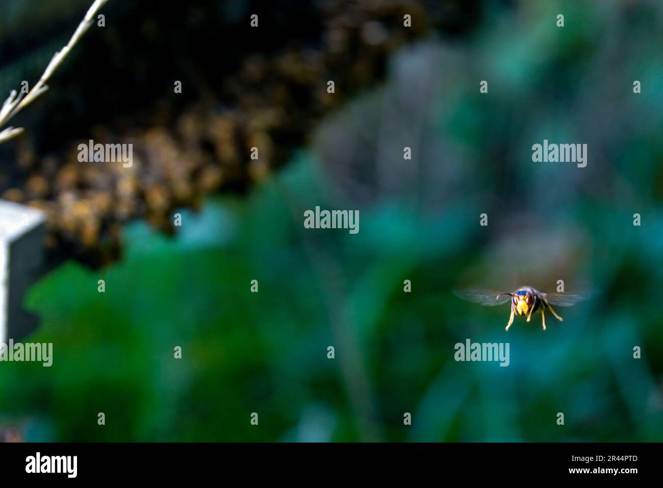 Asiatische Raubtiere-Wespe am Eingang zu einem Bienenstock in einem Obstgarten von Les Vergers du Ronceray in Bardouville (Nordfrankreich) Stockfoto