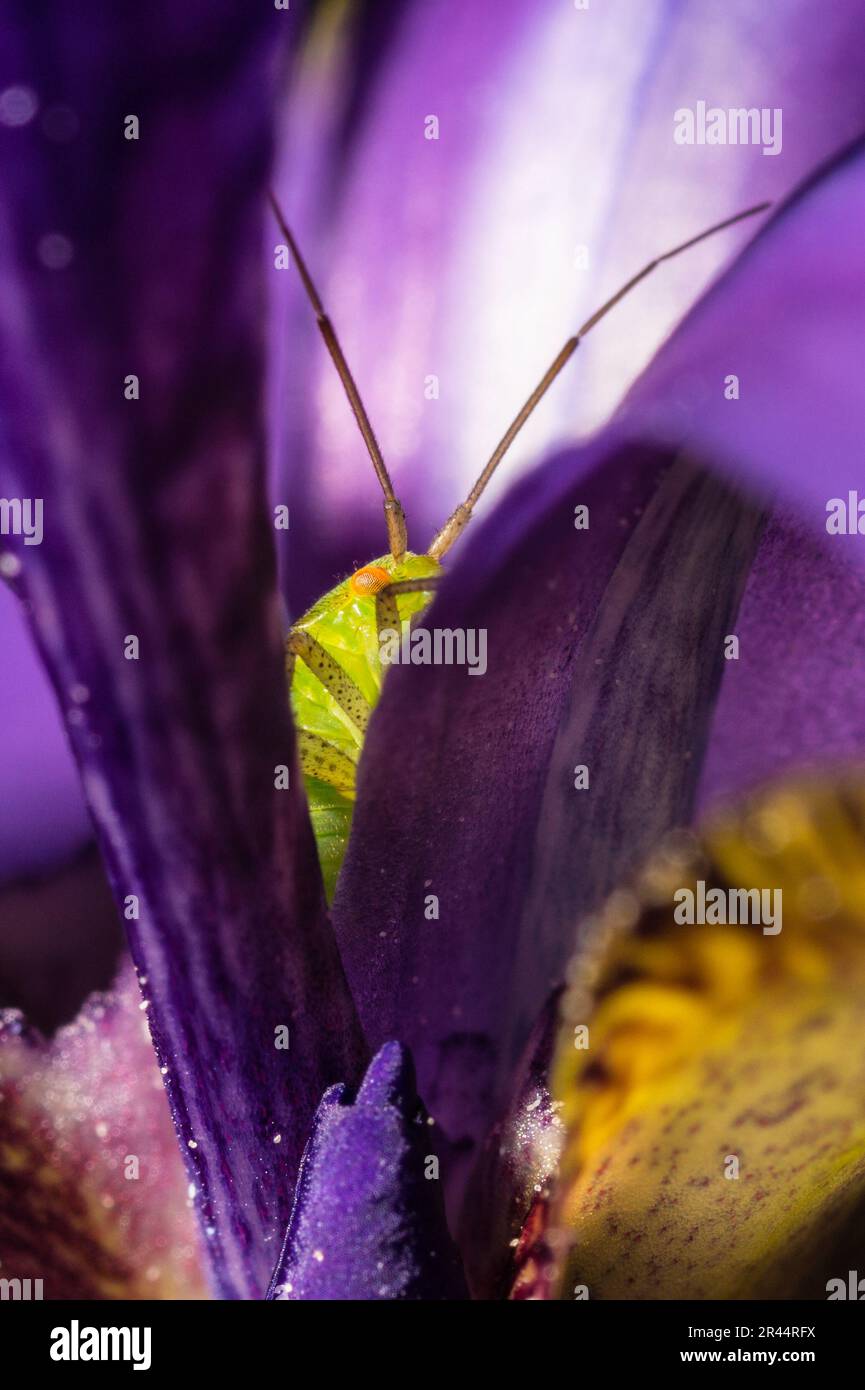 Makrofotografie einer Pflanze, die als Polymerus unifasciatus nymph, Familienmiriden auf blauer Iris (Iris versicolor) gilt. Spezies nicht bestätigt. Stockfoto