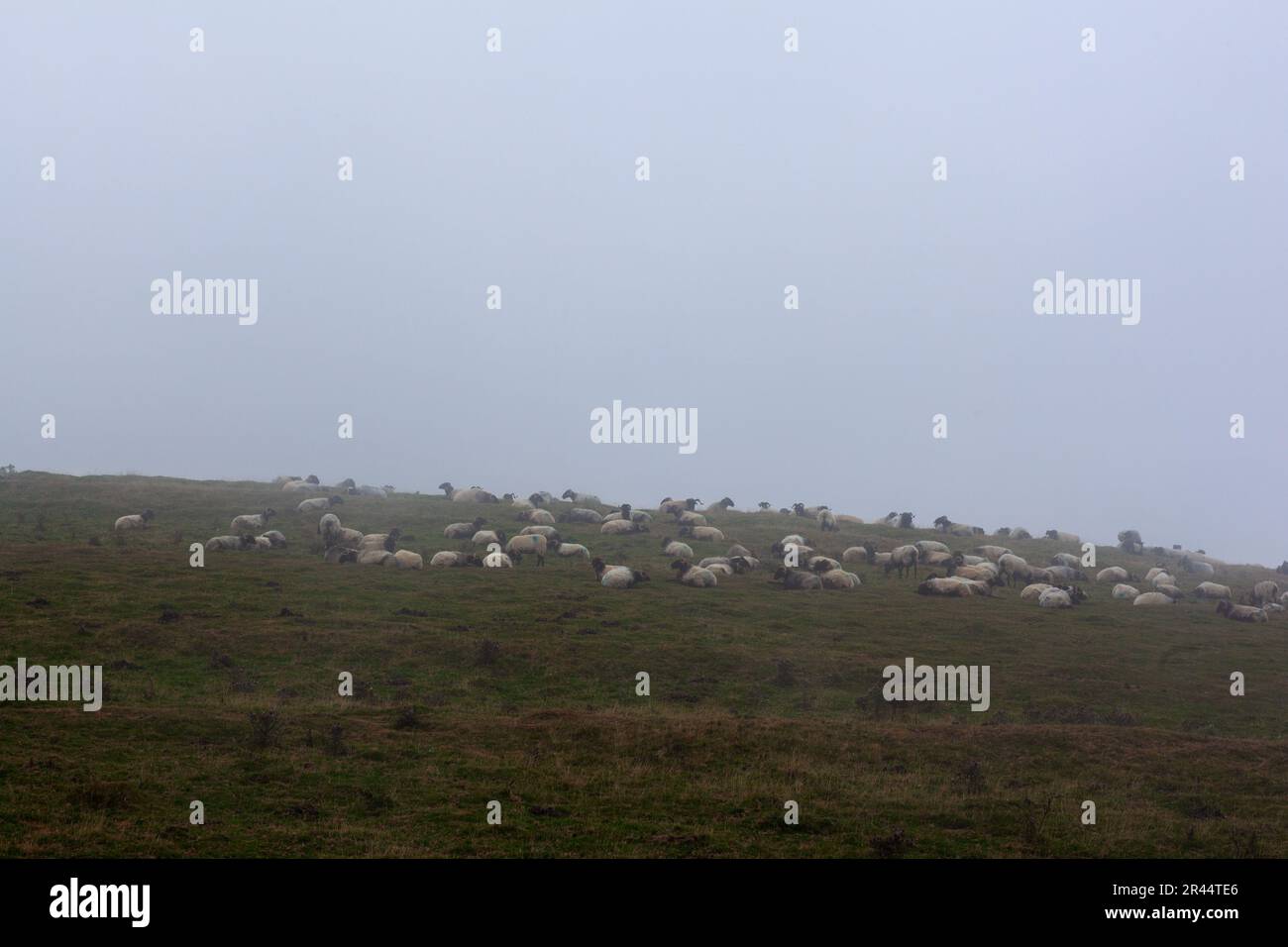 Schafherde, die auf der Wiese entlang des Camino de Santiago in den französischen Pyrenäen grasen Stockfoto