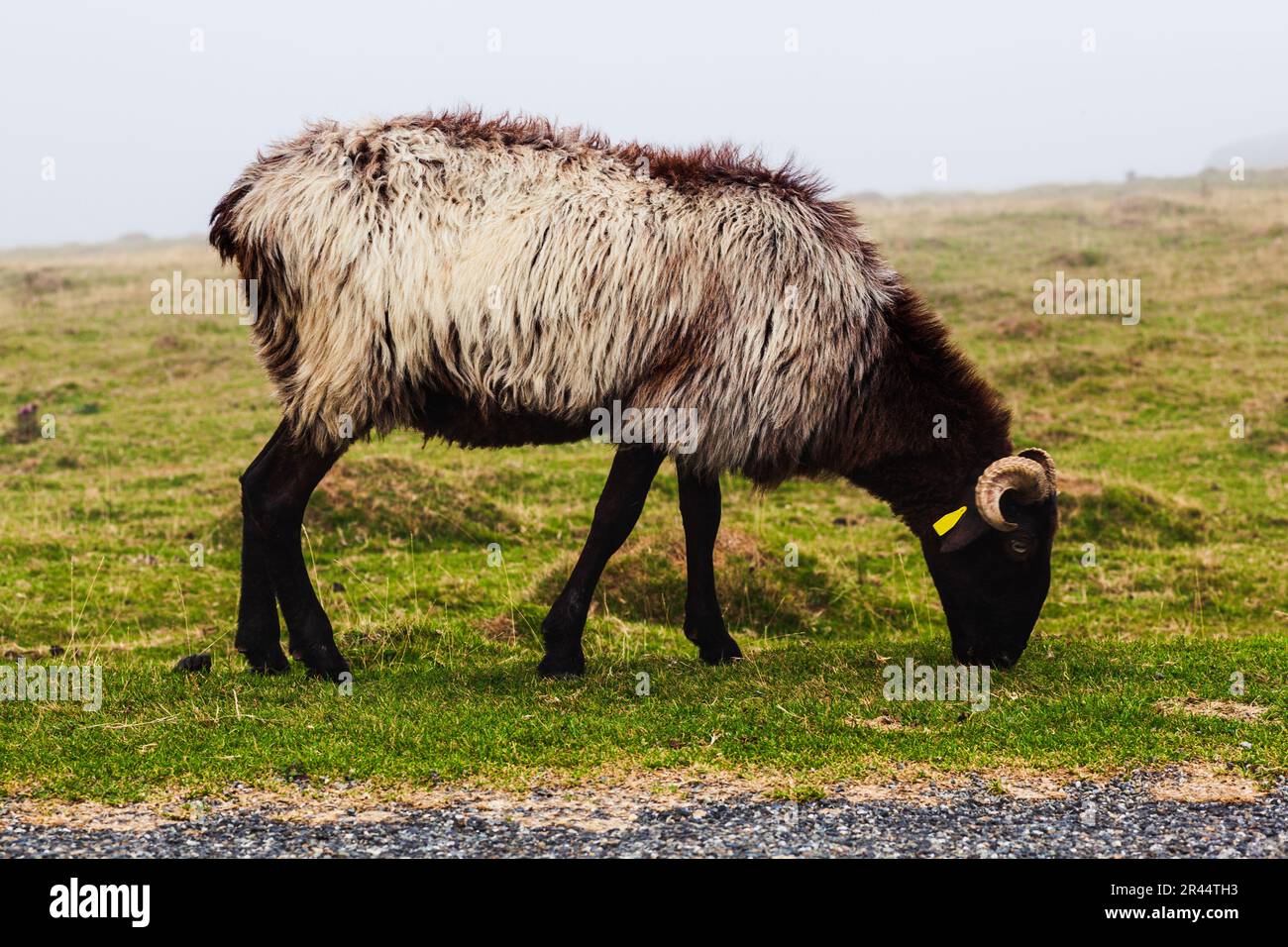 Eine einzelne Ziege auf einer Wiese, die am frühen Morgen im Nebel weidet, auf dem Weg des Heiligen Jakobus in den französischen Pyrenäen Stockfoto
