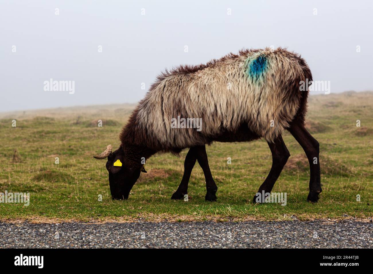 Eine einzelne Ziege auf einer Wiese, die am frühen Morgen im Nebel weidet, auf dem Weg des Heiligen Jakobus in den französischen Pyrenäen Stockfoto