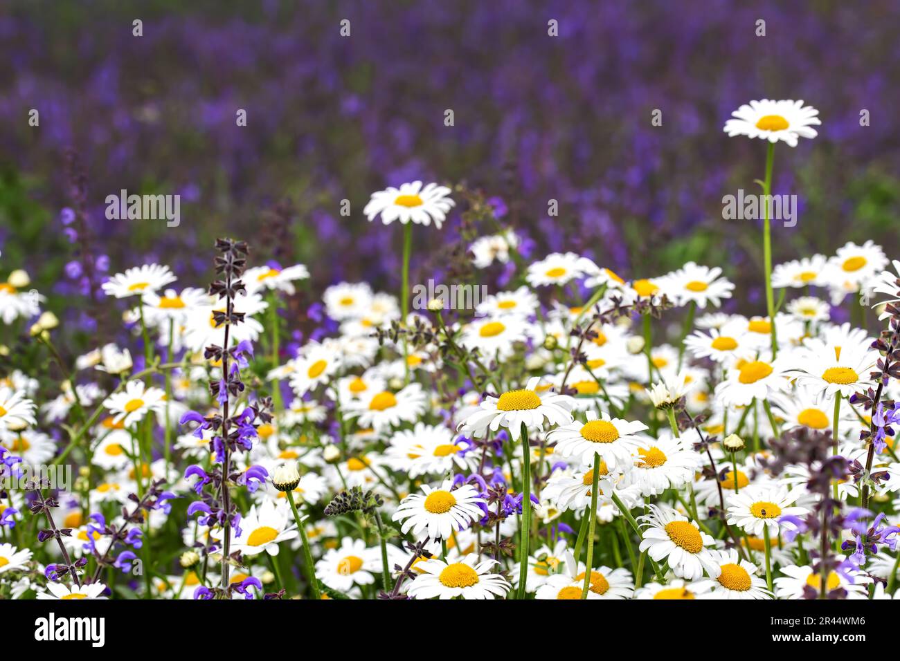 Feld mit Gänseblümchen und Wiesensalbei Stockfoto