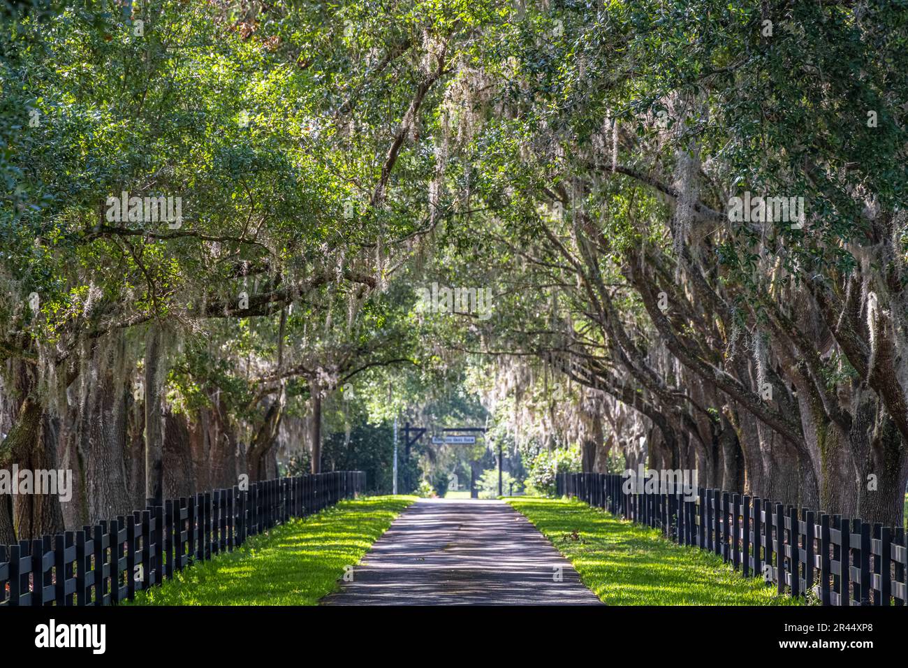 Die Zufahrt zu einer gehobenen Pferdezucht in Eustis, Florida, führt durch eine überdachte Eiche mit spanischem Moos. Stockfoto