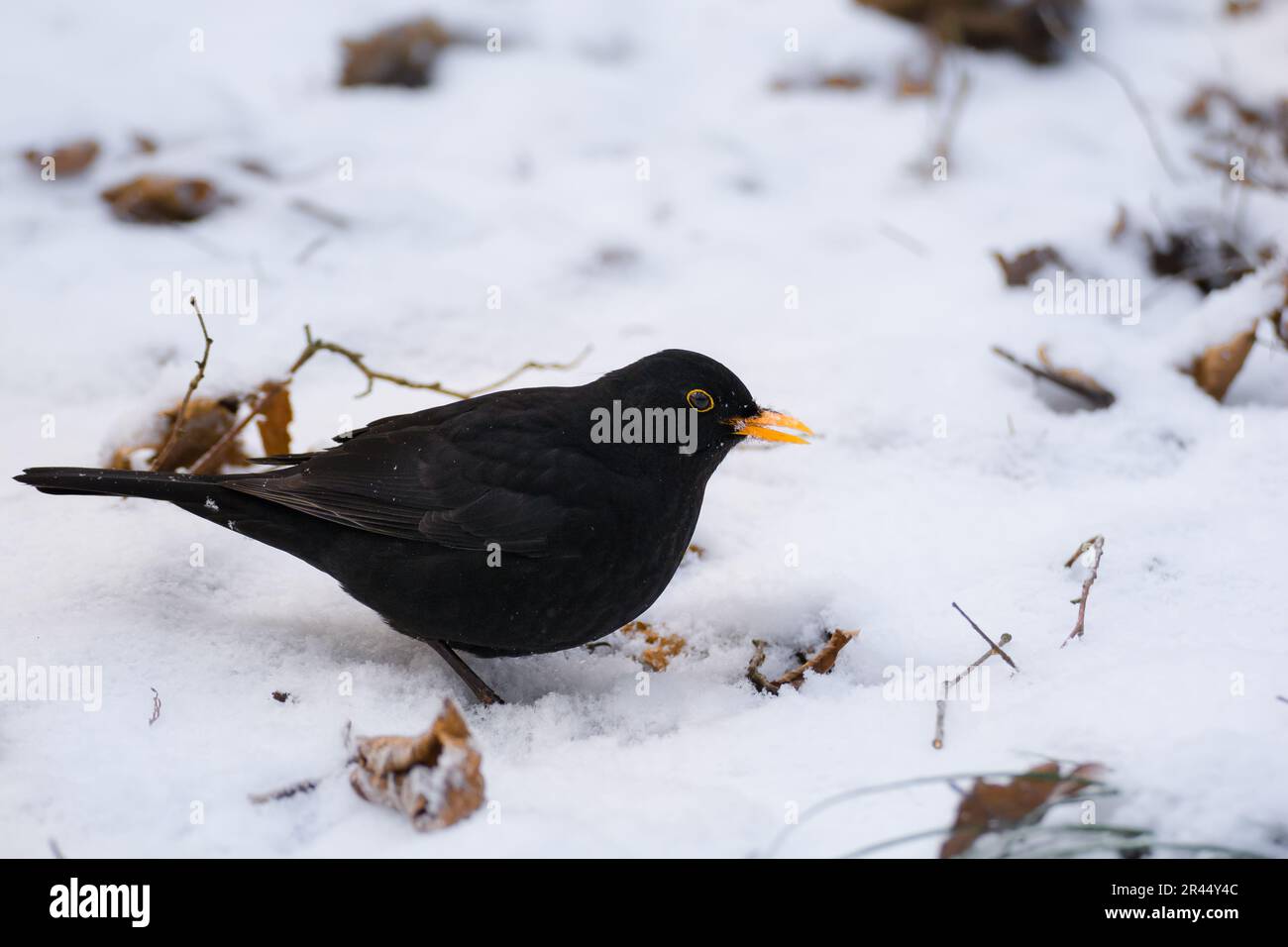 Ein Nahaufnahmen der Tierwelt eines erwachsenen männlichen Eurasischen Blackbirds auf dem verschneiten Winterwaldboden, aufgenommen in Hagaparken Stockholm Schweden im Dezember Stockfoto
