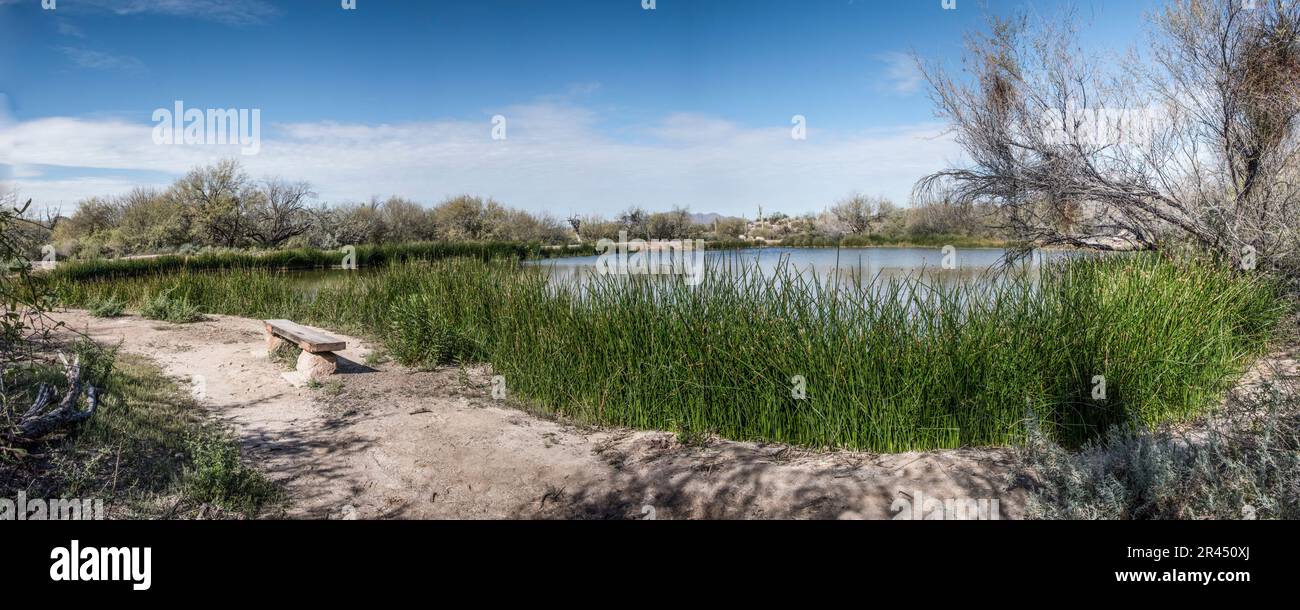 Quitobaquito Pond, eine Oase für gefährdete Arten am Rande der internationalen Grenze zwischen USA und Mexiko. Orgel Pipe Cactus NM, Ajo, Arizona, USA Stockfoto