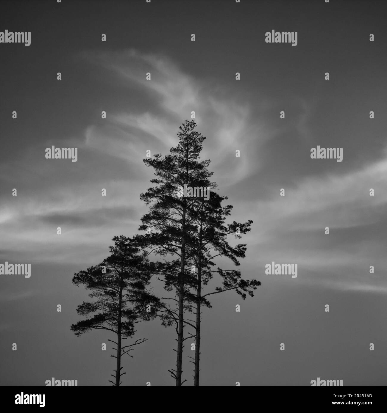 Eine Graustufenaufnahme einer Silhouette von Bäumen vor einem wolkigen Himmel. Stockfoto