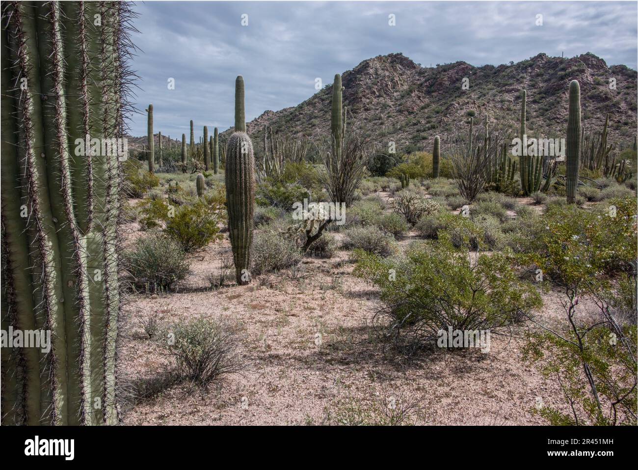 Malerische Landschaft von Saguaro Cacti in der Sonora-Wüste, Organ Pipe Cactus National Monument, Ajo, Lukeville, Arizona, USA Stockfoto