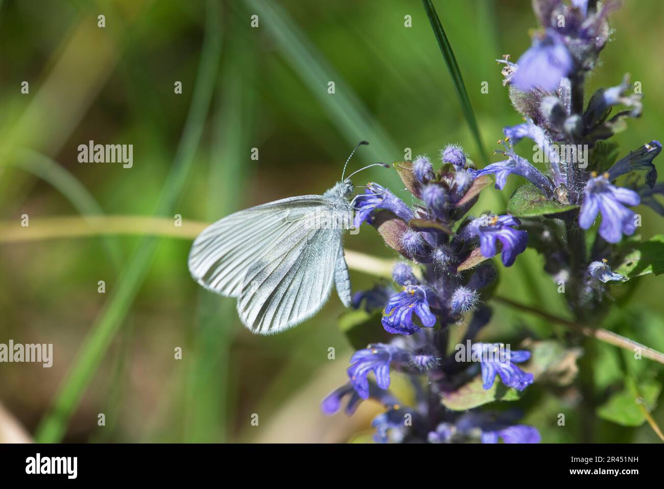 Weißer Schmetterling aus Holz (Leptidea sinapis), Unterseite der Fütterung eines Erwachsenen mit einer gewöhnlichen Trommelblume Stockfoto