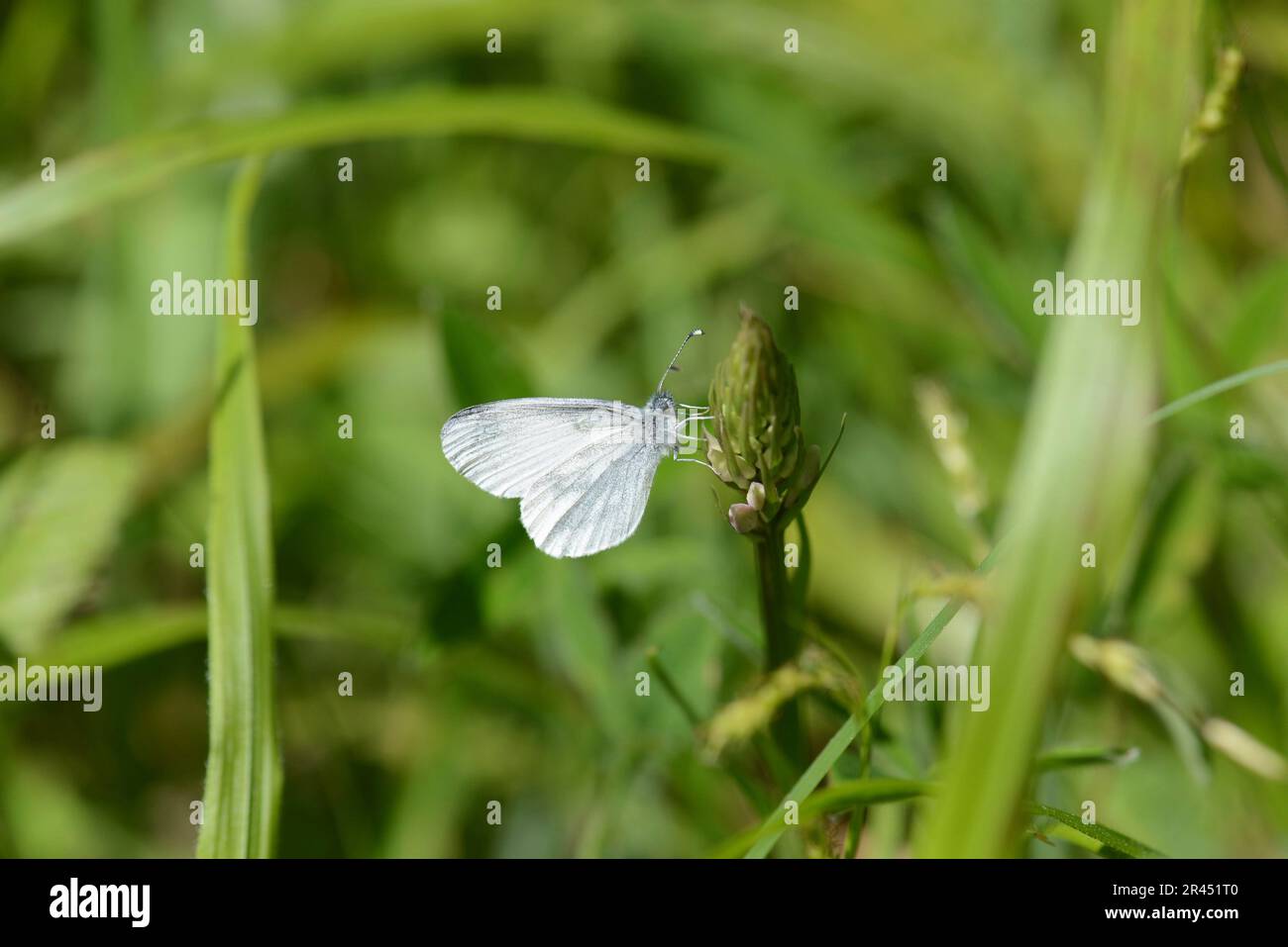 Weißer Schmetterling aus Holz (Leptidea sinapis), Unterseite Stockfoto