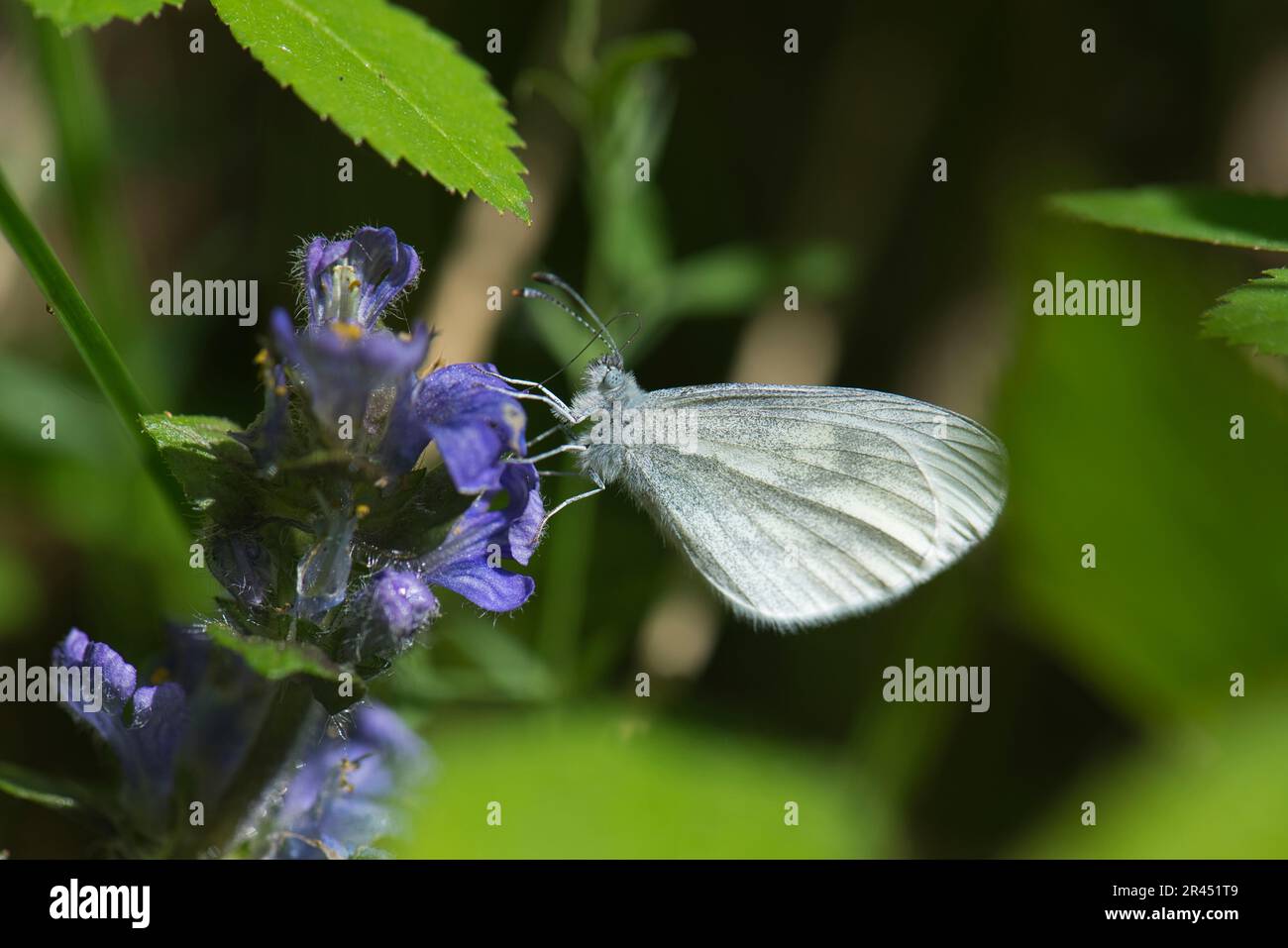 Weißer Schmetterling aus Holz (Leptidea sinapis), Unterseite der Fütterung eines Erwachsenen mit einer gewöhnlichen Trommelblume Stockfoto