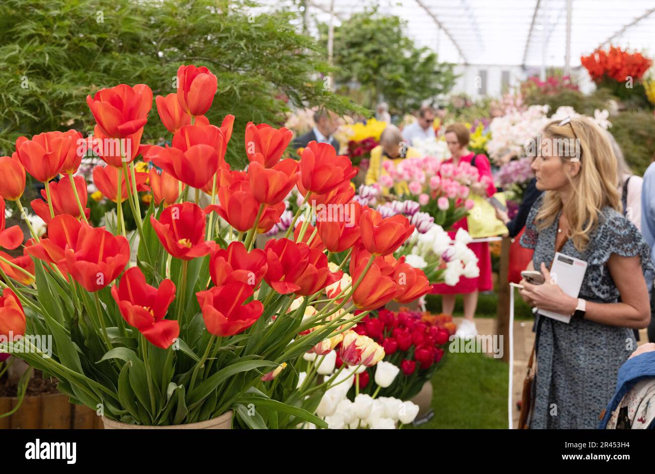 Chelsea Flower Show für 2023 Mitglieder - Eine Frau, die Tulpen im Great Pavilion sieht; Chelsea, London, Großbritannien Stockfoto