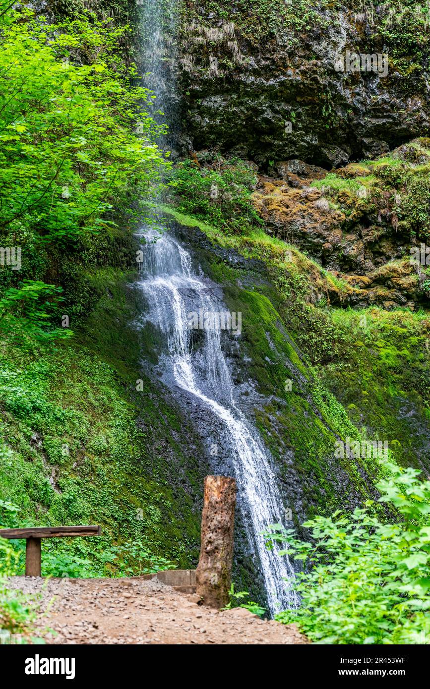 Panoramafoto der Twin Falls im Silver Falls State Park im Bundesstaat Oregeon Stockfoto