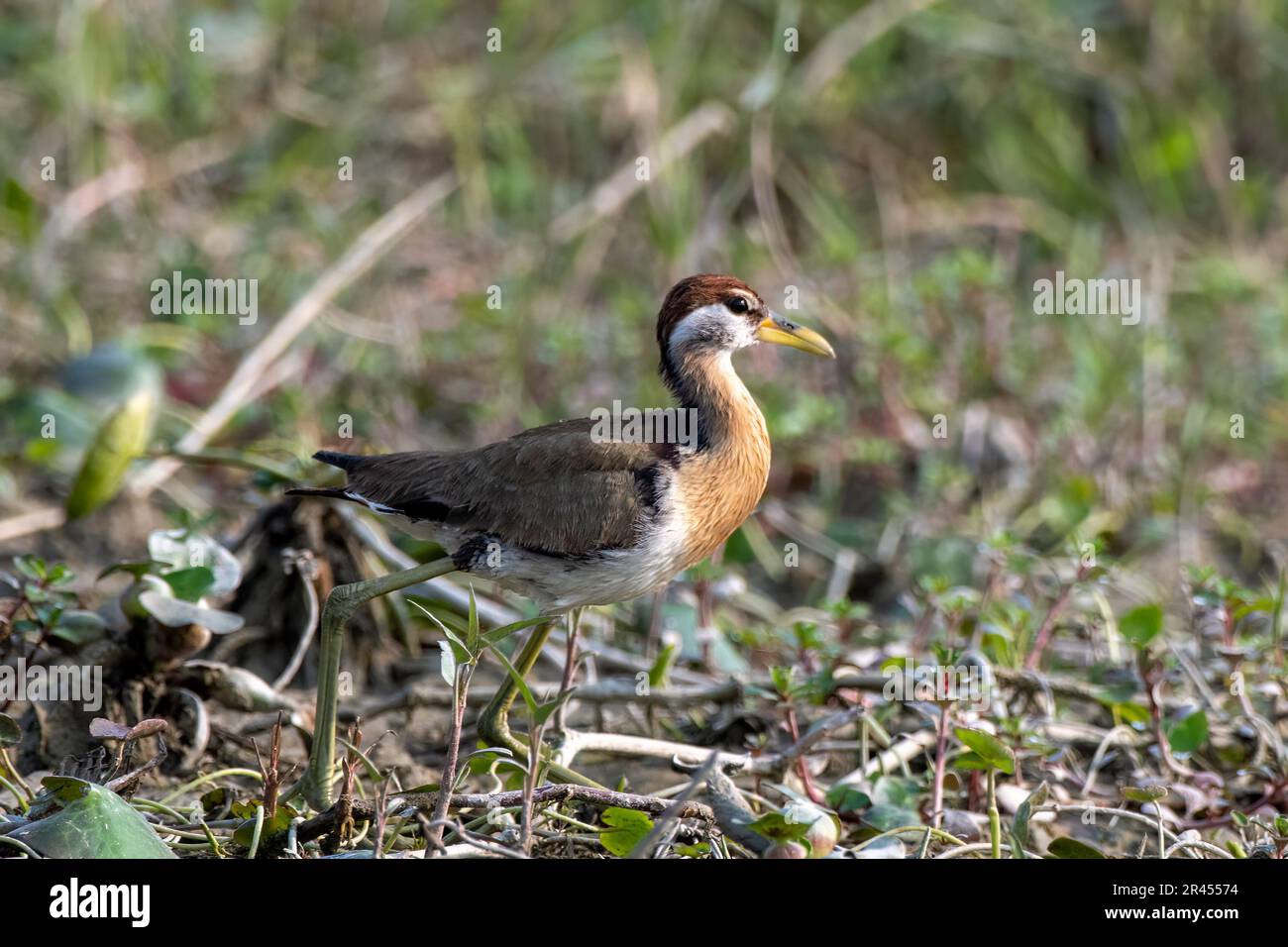 Bronzeschwingeljacana (Metopidius indicus) beobachtet in Gajoldaba in Westbengalen, Indien Stockfoto