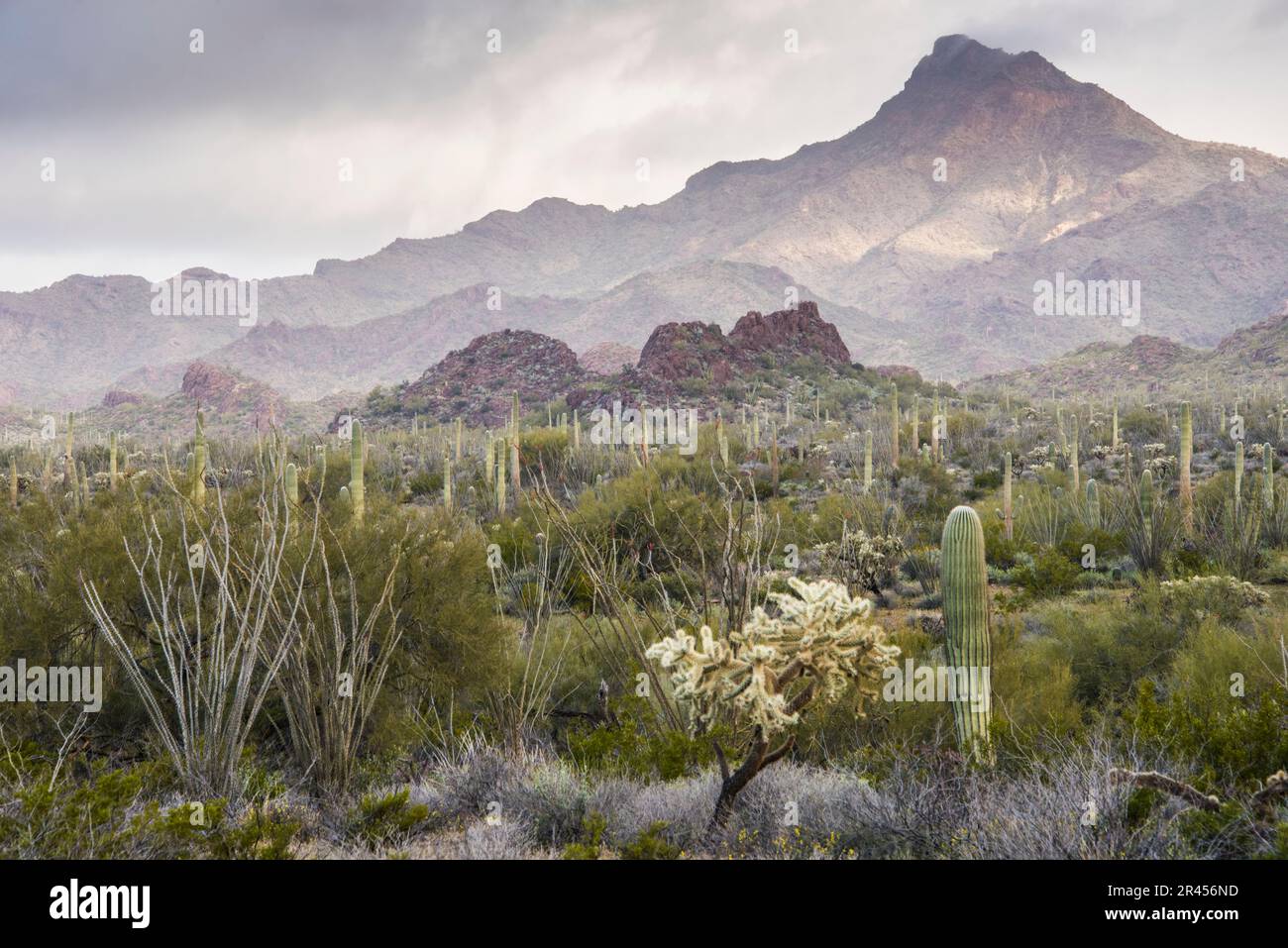 Malerische Landschaft in der Sonora-Wüste mit Saguaro Cactus, Organ Pipe Cactus, National Monument, Ajo, Lukeville, Arizona, USA Stockfoto