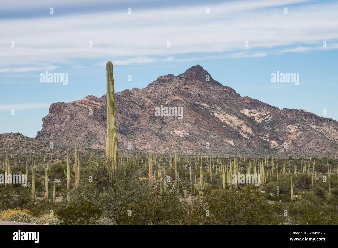 Malerische Landschaft in der Sonora-Wüste mit Saguaro Cactus, Organ Pipe Cactus, National Monument, Ajo, Lukeville, Arizona, USA Stockfoto