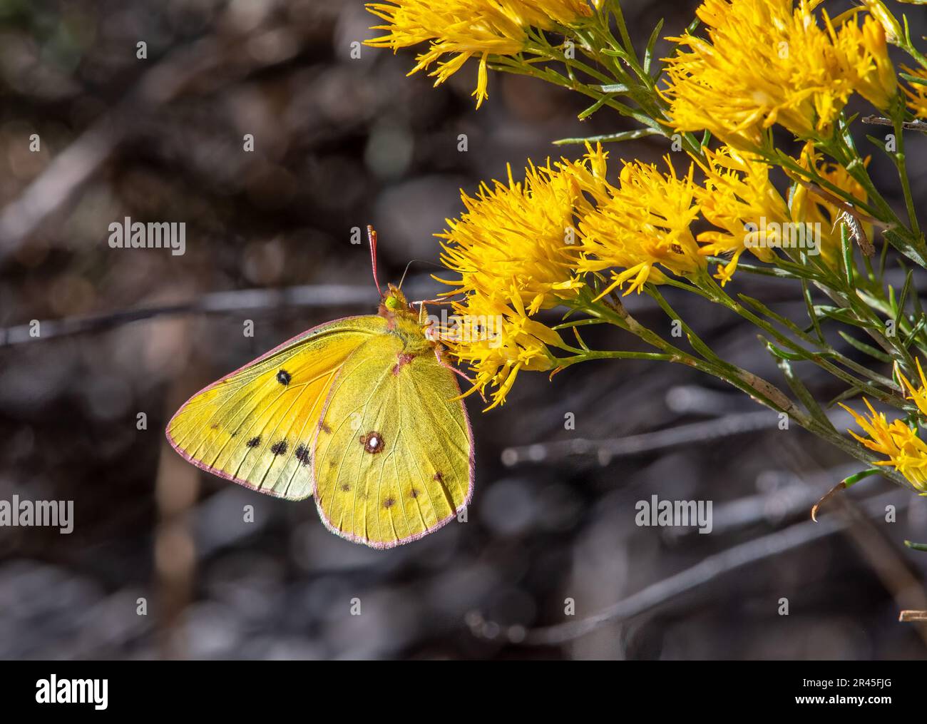 Ein wunderschöner Orangen-Schwefel-Schmetterling (Colias eurytheme), der einige Wildblumen der späten Saison in einem grünen Raum von Colorado tränkt. Stockfoto