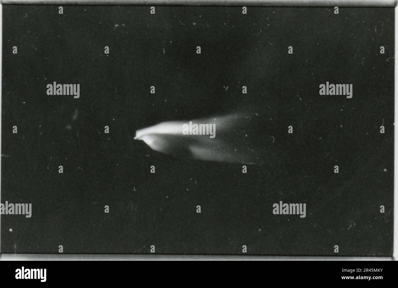 Augustin, Paul, SS-Fotograf der Leibstandarte Adolf Hitler. Dokumentierte Ereignisse in Holland, Frankreich (1940) und Russland (1941-43). Französische Kriegsgefangene, Brückenbau, Panzerabwehrmannschaft, Maschinengewehrmannschaft, Fahrzeugkonvois auf der Straße und in Städten, belgische Festungen, Kriegsgefangenenlager, Zerstörungsszenen, Nachkampf- und Besatzungsaktivitäten, Trainings- und Sportaktivitäten, Hitlerjugend und Bund Deutsche Mädchen Sportliche Aktivitäten und kulturelle Darbietungen, Unit Formations und Zeremonien, Feldlazarett, Einzel- und Gruppenfotos, leichte Flugabwehr Stockfoto