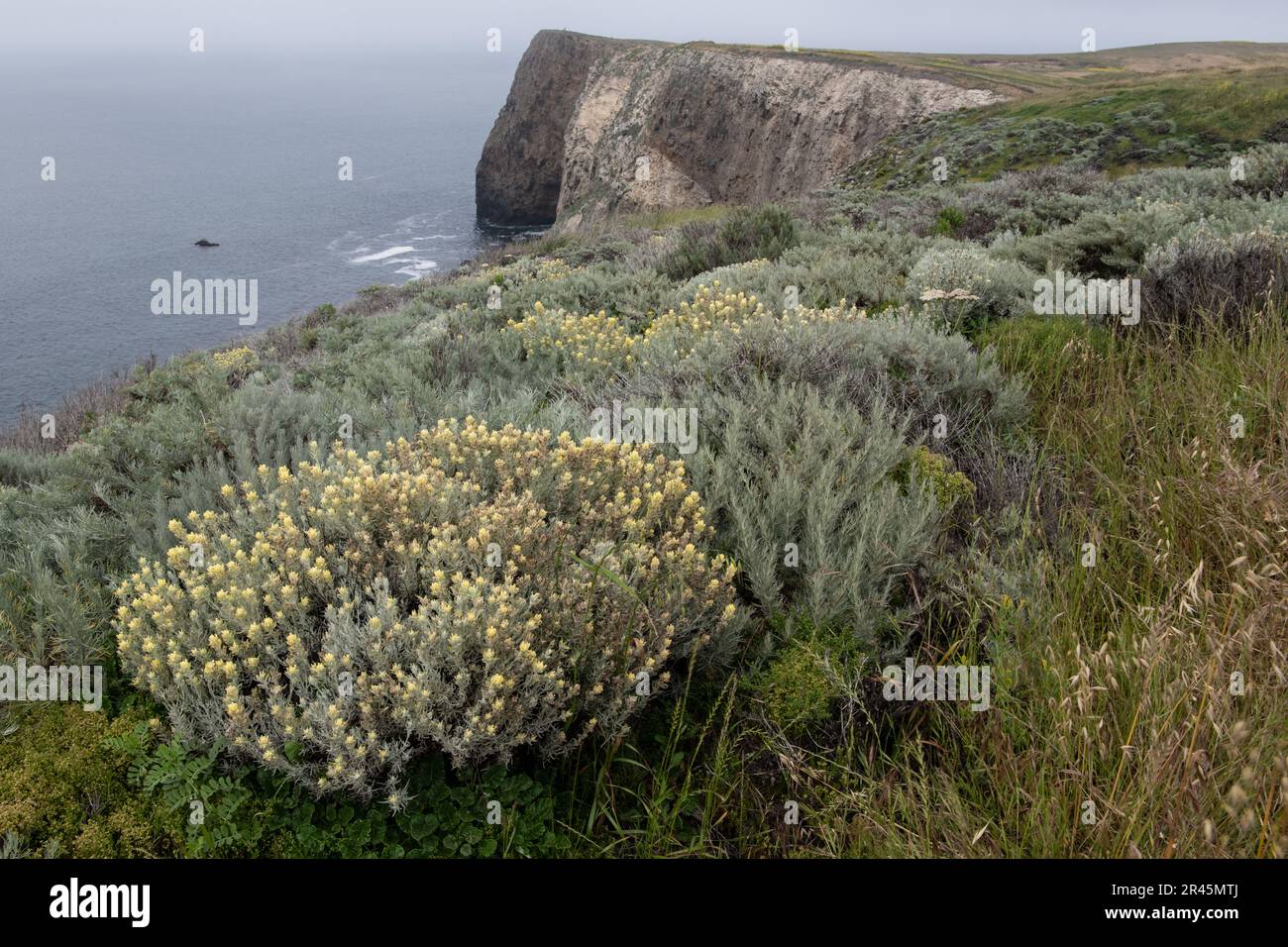 Der endemische Inselpinsel castilleja Hololeuca und andere einheimische Pflanzen bilden eine Gemeinde auf Santa Cruz Island auf den Kanalinseln, Kalifornien. Stockfoto