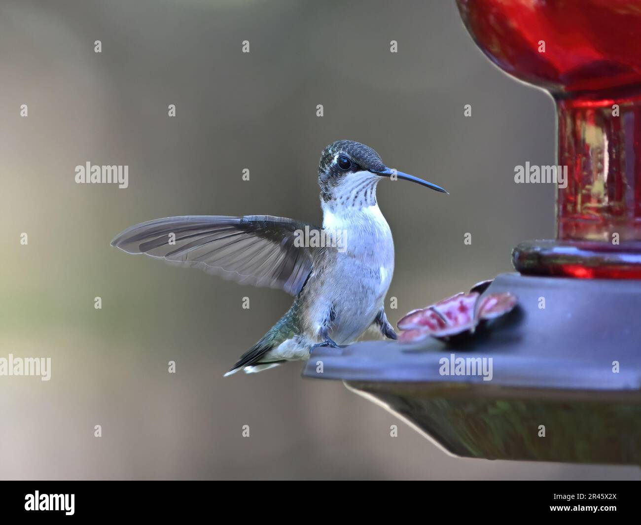 Ein lebendiger, rubinkehlender Kolibri, hoch oben auf einem Vogelfutterplatz, gefüllt mit Samen Stockfoto