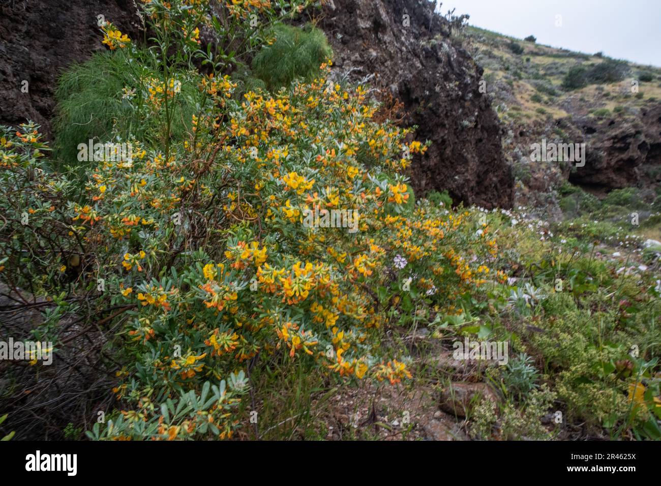 Island Broom, Acmispon dendroideus, eine seltene Pflanze, die im Channel Island National Park in Kalifornien endemisch ist. Stockfoto
