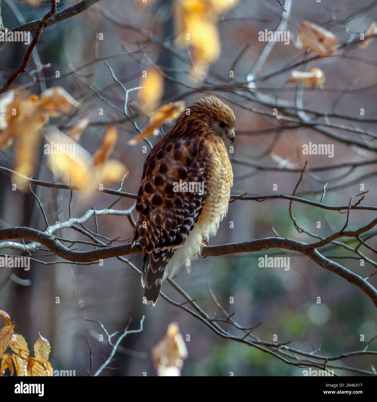 Ein Rotschwanzfalke, der auf einem Ast eines Baumes hockte Stockfoto