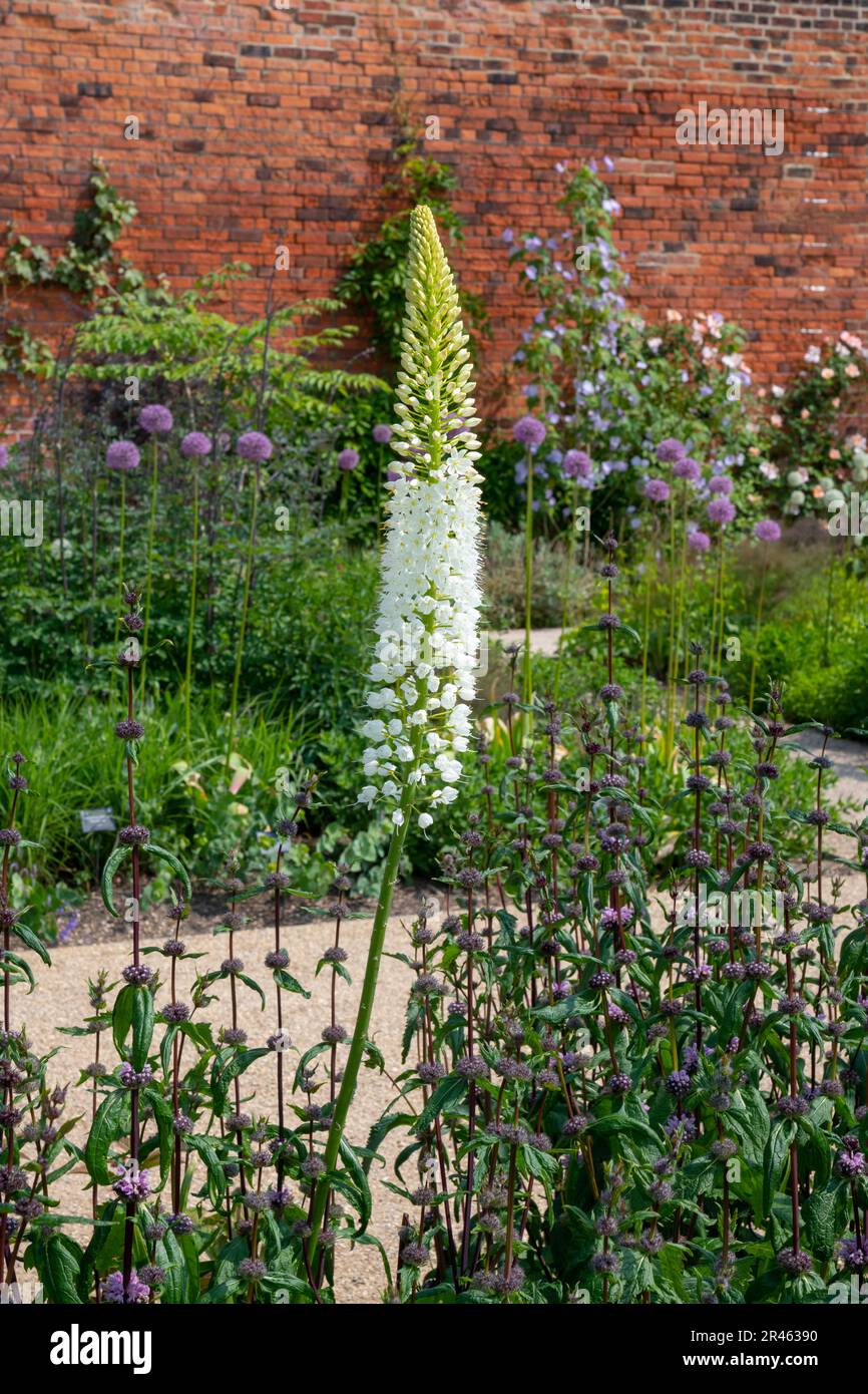 Der Paradiesgarten bei RHS Bridgewater, Worsley Greater Manchester, England. Stockfoto