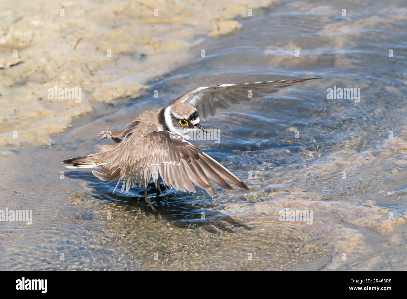 Kleiner Geländepfeifer, Charadrius dubius, alleinerziehender Erwachsener, der im flachen Wasser badet, S'Albufera-Reservat, Alcudia, Mallorca, Spanien Stockfoto