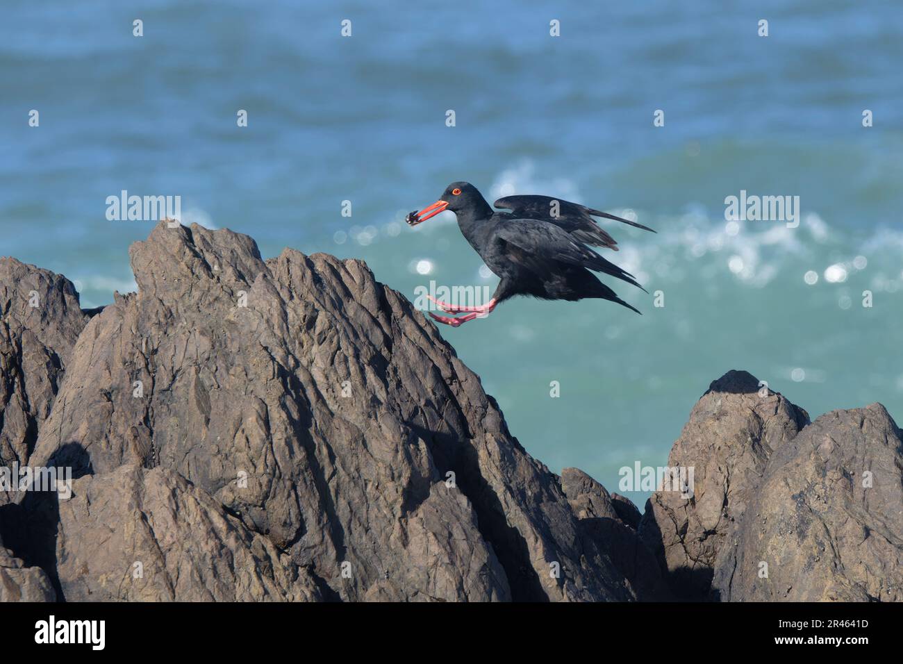 Afrikanischer Austernfischer (Haematopus moquini), der über Felsen fliegt, Kapstadt, Südafrika Stockfoto